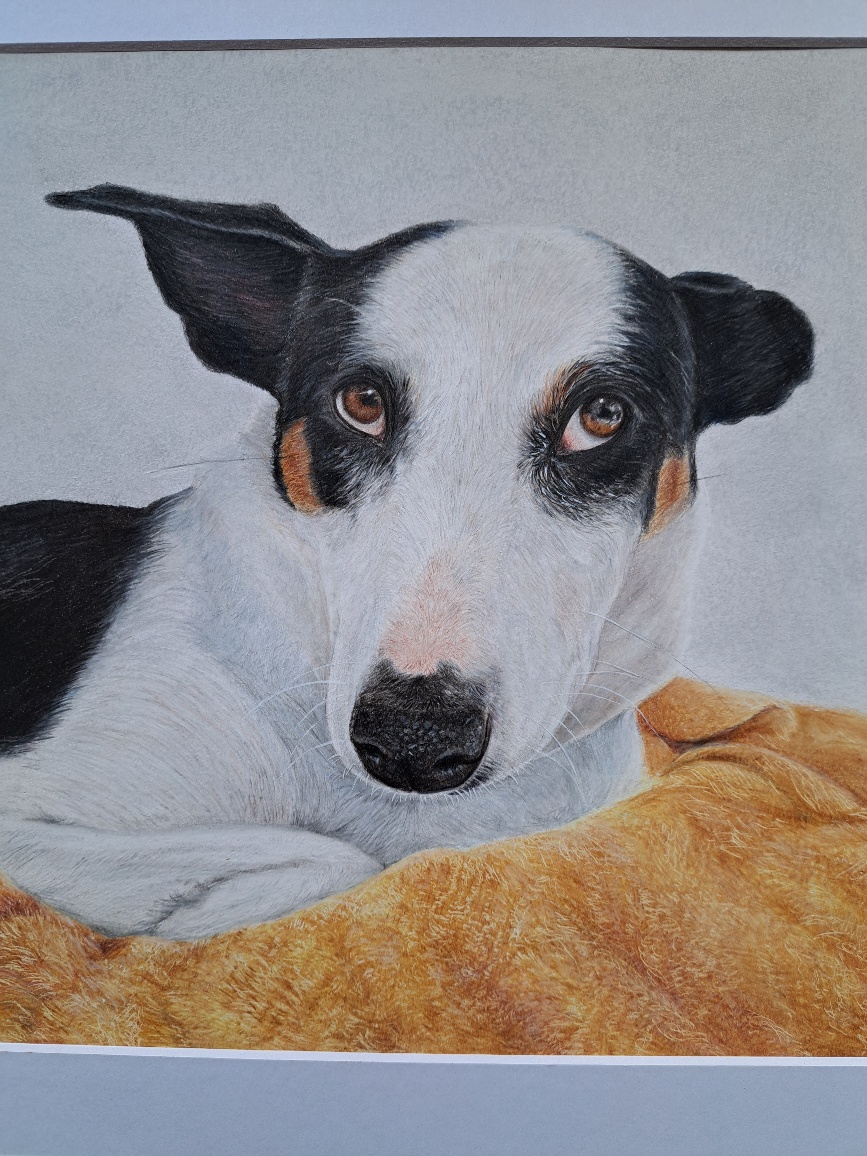 Pet Portrait - greyhound on blanket in coloured pencil